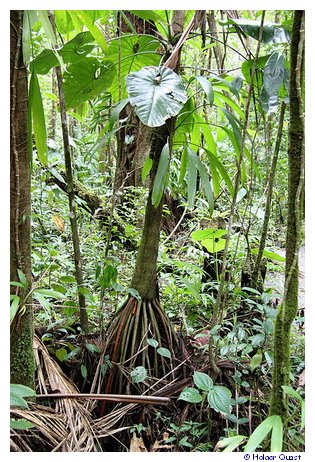 Natur pur auf Dominica Natur pur auf Dominica