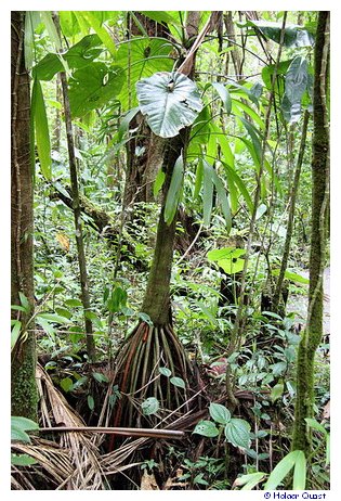 Natur pur auf Dominica