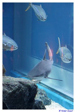Hai - Dubai Mall - Dubai Aquarium Hai - Dubai Mall - Dubai Aquarium