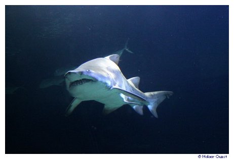 Haie im Park LOceanogrfic - Aquarium Valencia