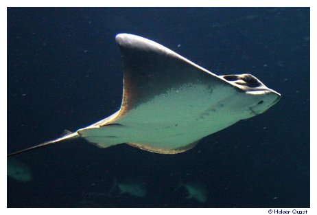 Stachelrochen im Park LOceanogrfic - Aquarium Valencia