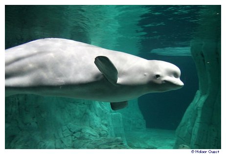 Belugas im Park LOceanogrfic - Aquarium Valencia