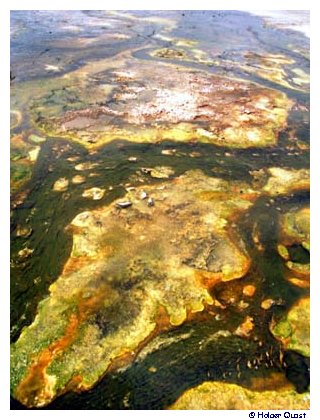 Upper Geyser Basin Upper Geyser Basin