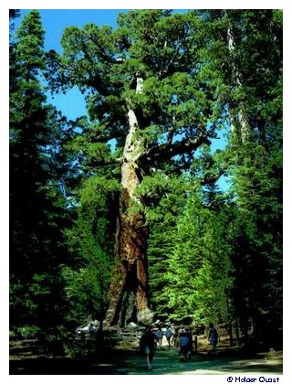 Mariposa Grove Mariposa Grove