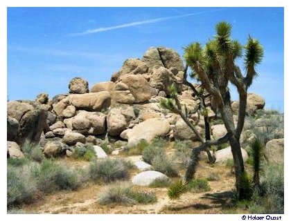 Joshua Tree National Park Joshua Tree National Park