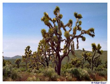 Joshua Tree National Park