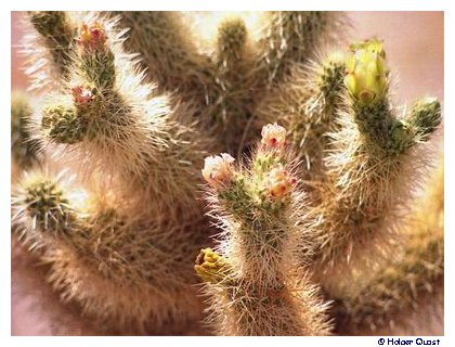 Cholla Cactus Garden Cholla Cactus Garden