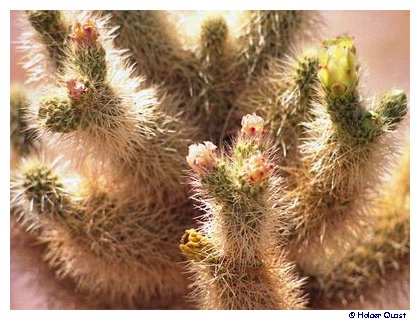 Cholla Cactus Garden