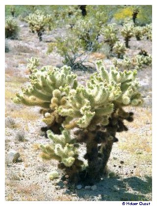 Cholla Cactus Garden