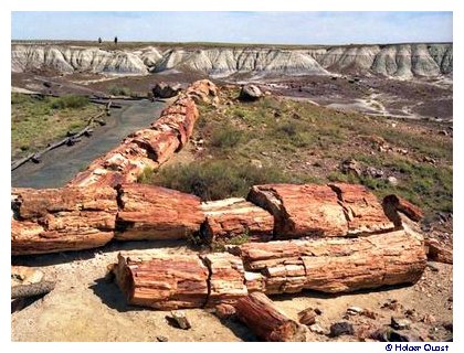 Crystal Forest, Petrified Forest
