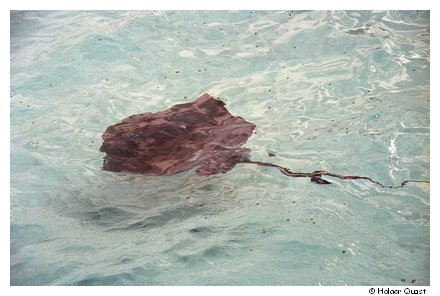 Stingray City - Grand Cayman