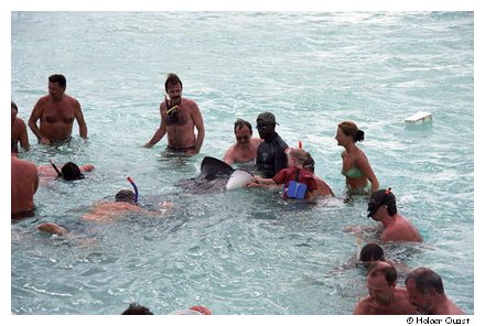 Stingray City - Grand Cayman