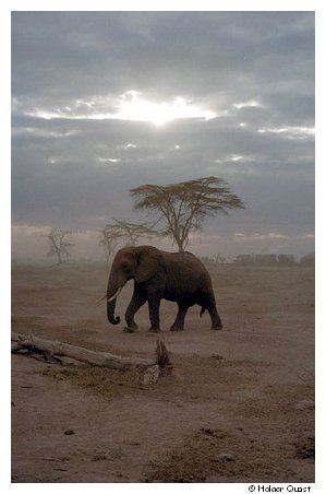 Elefant im Amoseli NP