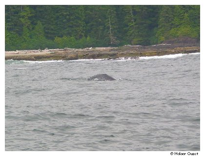 Whale Watching Whale Watching