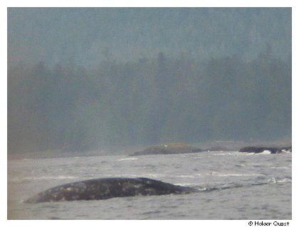 Whale Watching - Tofino