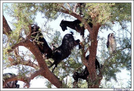 Ziegen auf Futtersuche in den Arganbäumen bei Taroudannt Ziegen auf Futtersuche in den Arganbäumen bei Taroudannt