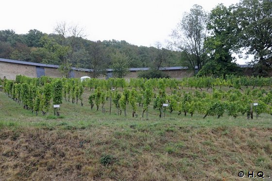 Weingut Kloster Eberbach