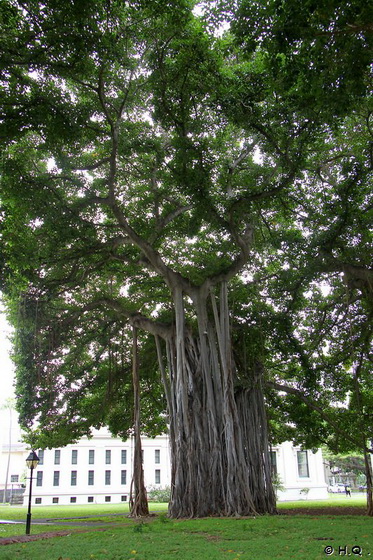 Banyan Baum vor dem State Capitol in Honolulu