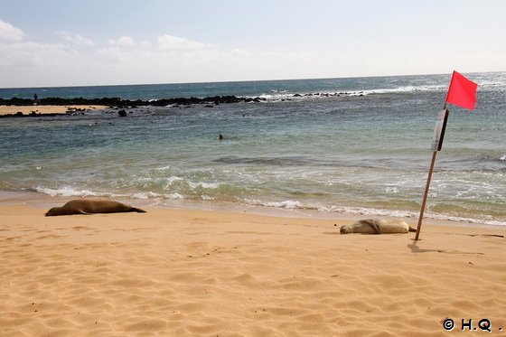 Seals am Poipu Beach Park Kauai - Hawaii