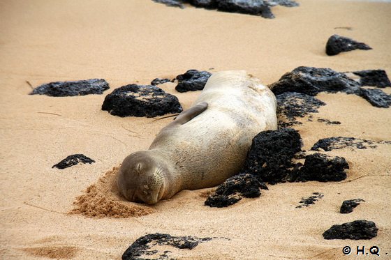Sleepimg Seal am Poipu Beach Park Kauai - Hawaii