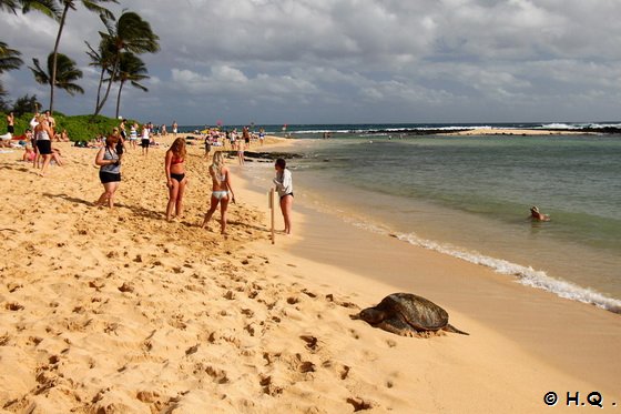 Honu am Poipu Beach Park Kauai - Hawaii