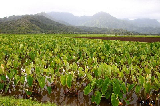 Tarofeld Hawaii Tarofeld Hawaii