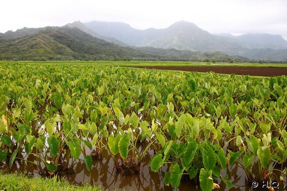 Tarofeld Hawaii