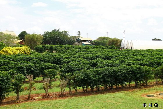 Kaffeepflanzen auf Kauai Hawaii