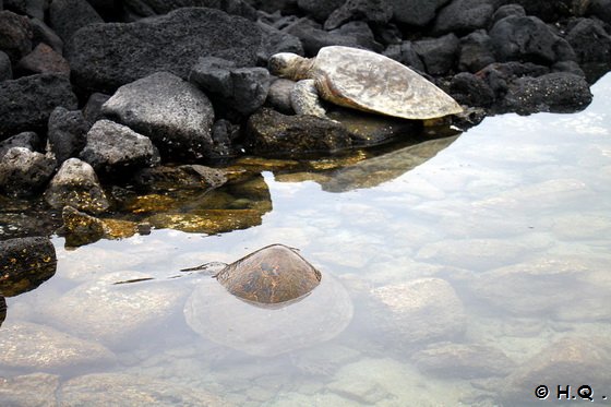 Meeresschildkrten - Honus im  Kaloko-Honokohau National Historical Park 