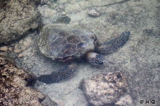 Meeresschildkrten - Honus im  Kaloko-Honokohau National Historical Park  Big Island Hawaii