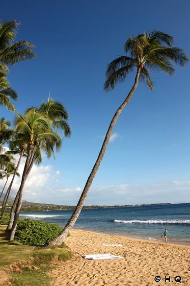 Traumpalme am Kaanapali Beach Maui Hawaii Traumpalme am Kaanapali Beach Maui Hawaii