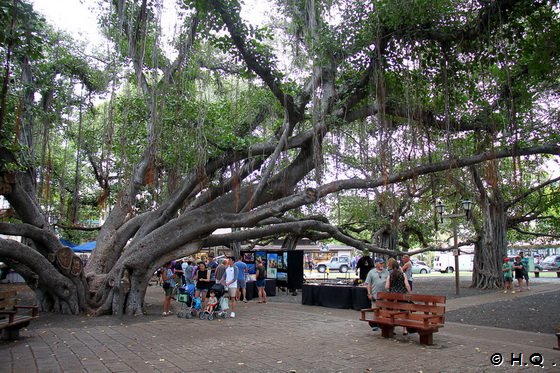 Banyanbaum Lahaina auf Maui Hawaii Banyanbaum Lahaina auf Maui Hawaii