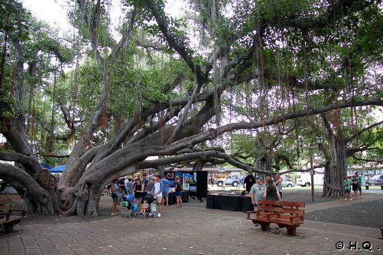 Banyanbaum Lahaina auf Maui Hawaii