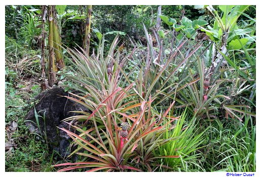 Ananasbaum auf Grenada