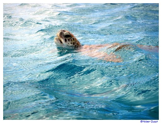 Wasserschildkröten holt Luft