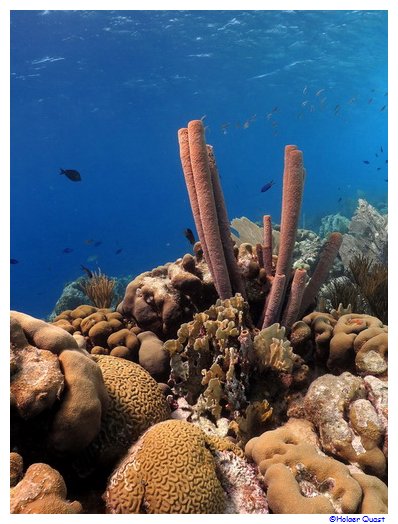 Bonaire National Marine Park