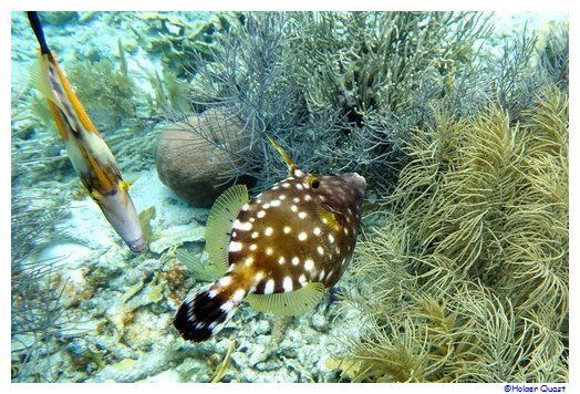 Bonaire National Marine Park