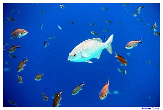 Fische im Bonaire National Marine Park