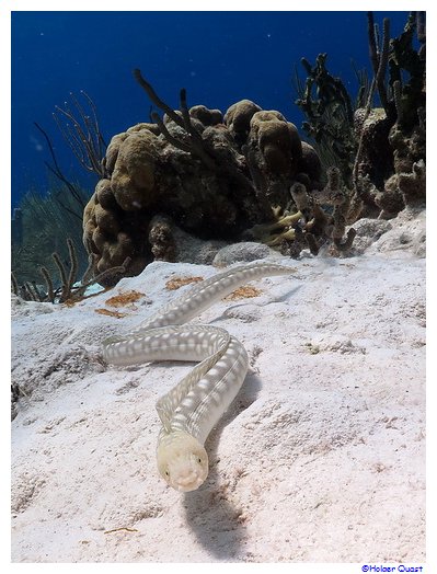 Wasserschlange im Bonaire National Marine Park Wasserschlange im Bonaire National Marine Park