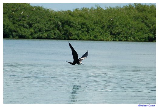 Fregattvogel Parque Nacional del Este Fregattvogel Parque Nacional del Este