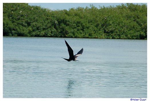 Fregattvogel Parque Nacional del Este