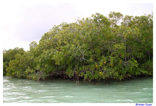 Mangroven im Nationalpark des Ostens