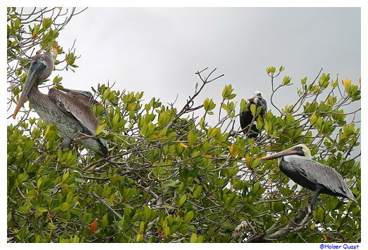 Pelikane whrend Saona Crusoe VIP Tour