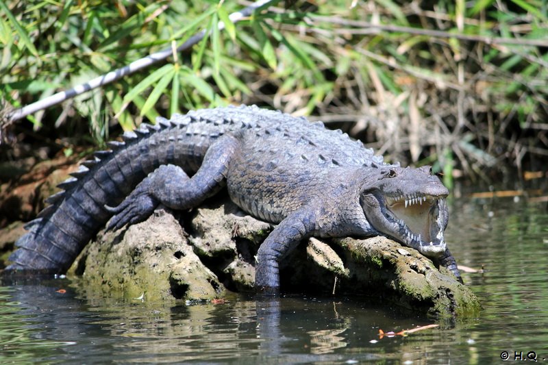 4,5 Meter Krokodil am Tortuguero Kanal - Costa Rica 4,5 Meter Krokodil am Tortuguero Kanal - Costa Rica