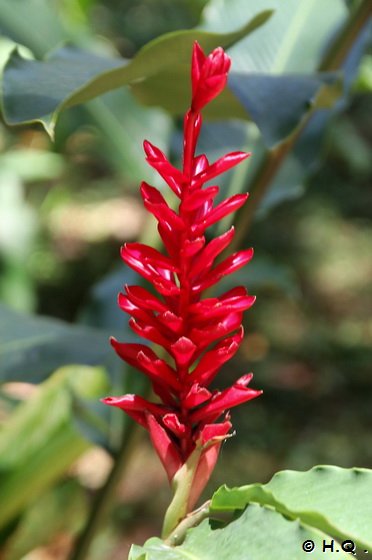 Flora am Tortuguero Kanal - Costa Rica