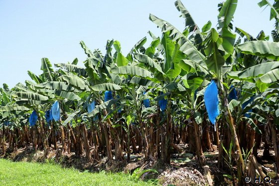 Bananenplantage in Costa Rica