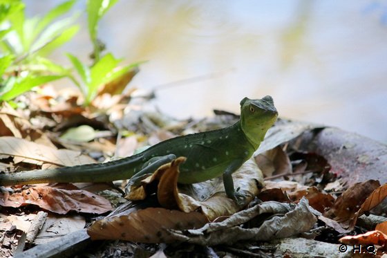 Basilisken Weibchen im Cahuita Nationalpark - Costa Rica