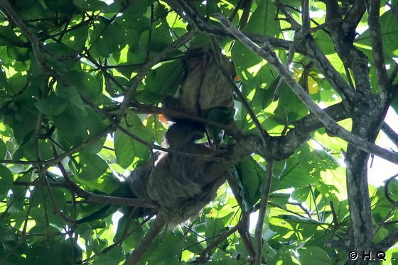 Faultier im Cahuita Nationalpark