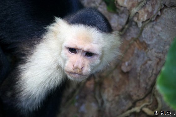 Kapuzineraffe im Cahuita Nationalpark - Costa Rica