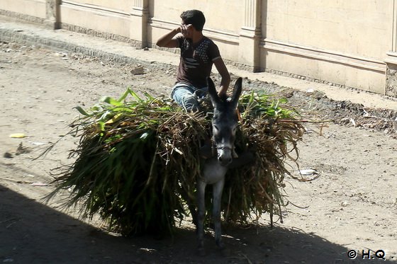 Esel als Transportmittel in Ägypten Esel als Transportmittel in Ägypten